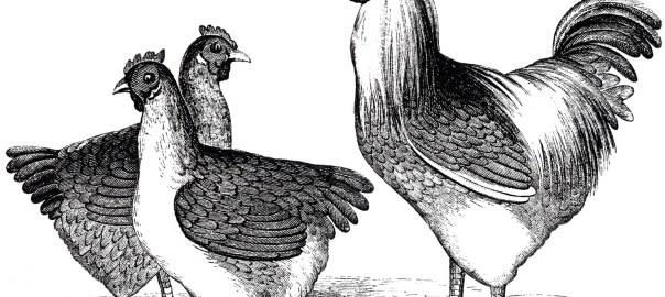 chickens for soup...